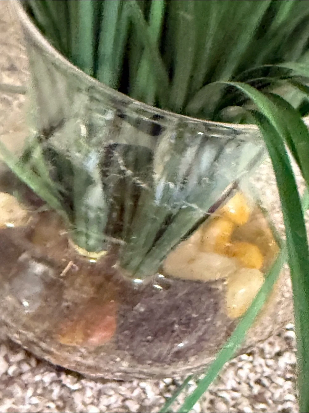 Artificial plant in glass round vase with rocks